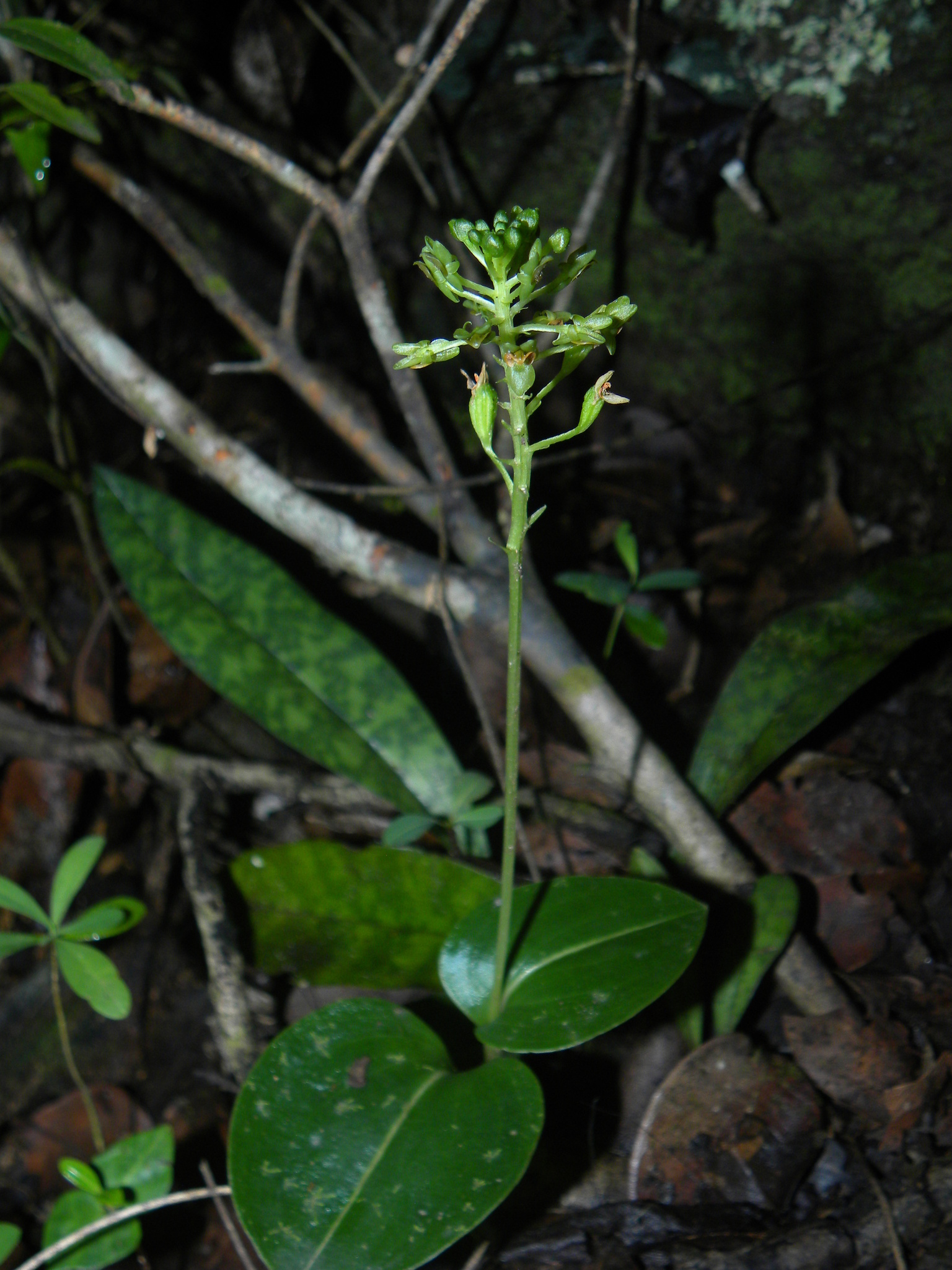 Malaxis massonii