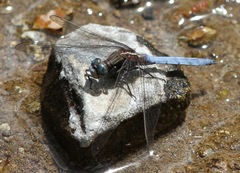 Orthetrum caffrum