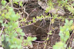 Cavia