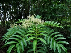Rhus taitensis