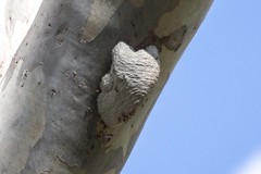 Ropalidia romandi