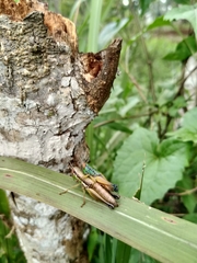 Caryanda spuria