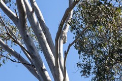 Ropalidia romandi