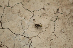 Camponotus rosariensis