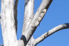 Ropalidia romandi