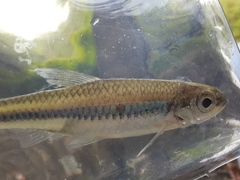 Notropis petersoni