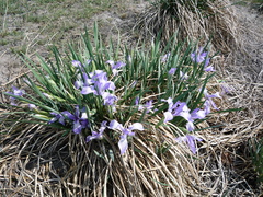 Iris lactea biglumis