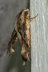 Eupanacra elegantulus