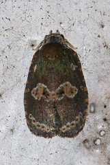 Cnesteboda celligera