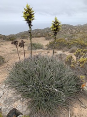 Puya gilmartiniae