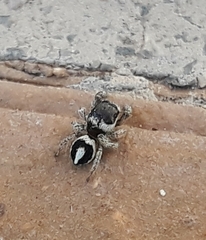 Pellenes geniculatus