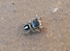 Pellenes geniculatus