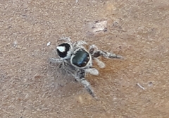 Pellenes geniculatus