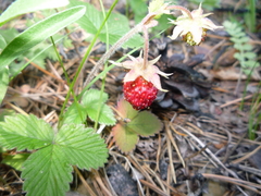Fragaria orientalis