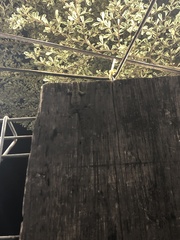 Hemidactylus platyurus