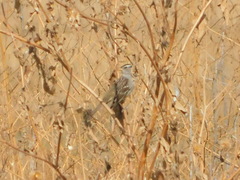 Zonotrichia leucophrys