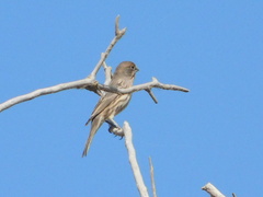 Haemorhous mexicanus