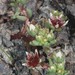 Sedum napiferum - Photo (c) Dale Lee Denham-Logsdon, some rights reserved (CC BY-NC), uploaded by Dale Lee Denham-Logsdon