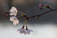 Prunus serrulata