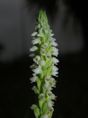 Brachystele guayanensis
