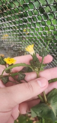 Sonchus oleraceus