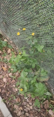 Sonchus oleraceus