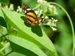 Castilia eranites