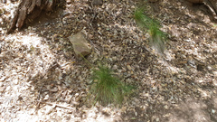 Deschampsia elongata