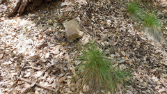 Deschampsia elongata