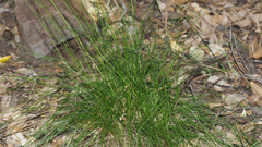 Deschampsia elongata