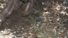 Deschampsia elongata