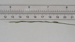 Deschampsia elongata