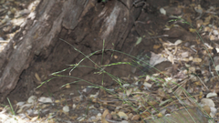 Deschampsia elongata