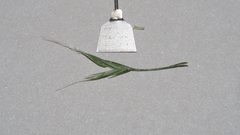 Deschampsia elongata