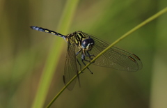 Orthetrum icteromelas