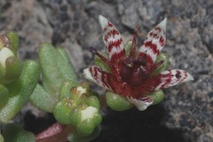 Sedum napiferum