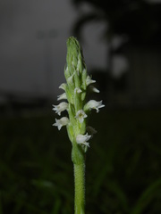 Brachystele guayanensis