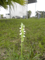 Brachystele guayanensis
