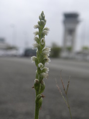 Brachystele guayanensis