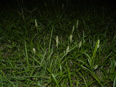 Brachystele guayanensis