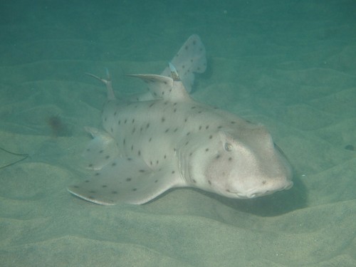 Horn Shark, photo 7 of 7