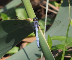 Orthetrum julia