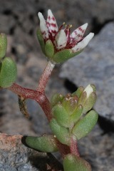 Sedum napiferum