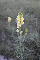 Linaria acutiloba