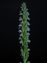 Brachystele guayanensis