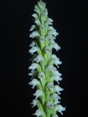 Brachystele guayanensis