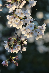 Prunus serrulata