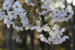 Prunus serrulata