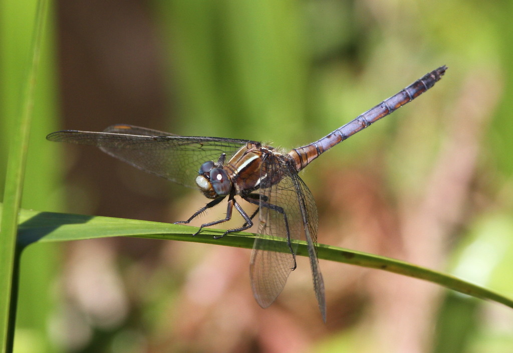 Ethiopian Skimmer