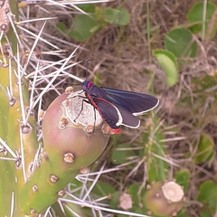 Mysoria barcastus